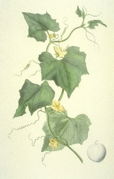 Gurkenpflanze