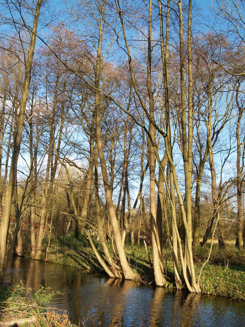 Bäume am Ufer des Ausflusses