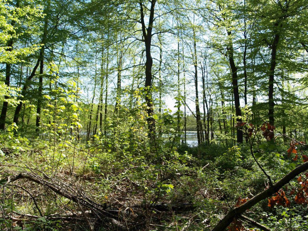 Durchblick zum Drömlingsee