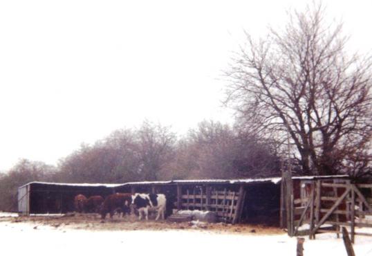 Kühe am Melkstand 1996