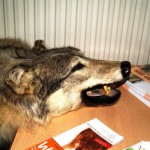Vom Zoll beschlagnahmtes Wolfsfell eines illegal geschossenen Wolfes aus Russland