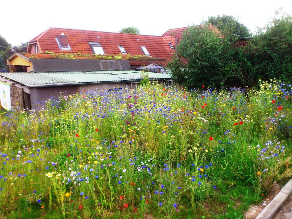 Bunte Blumenwiese