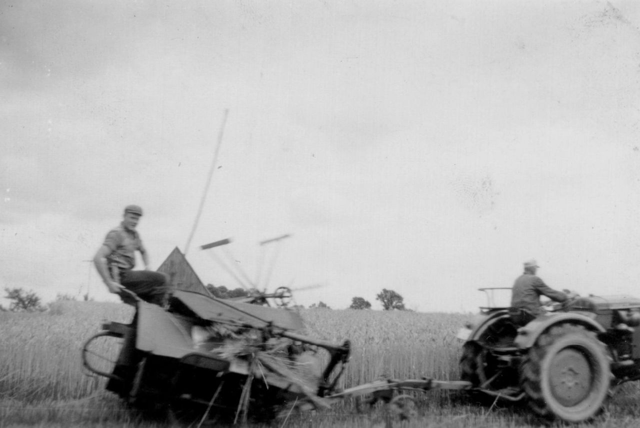 Beim Weizenmähen 1957