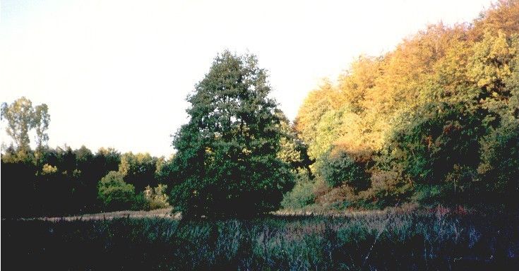 Alte Badewiese am Mühlenberg