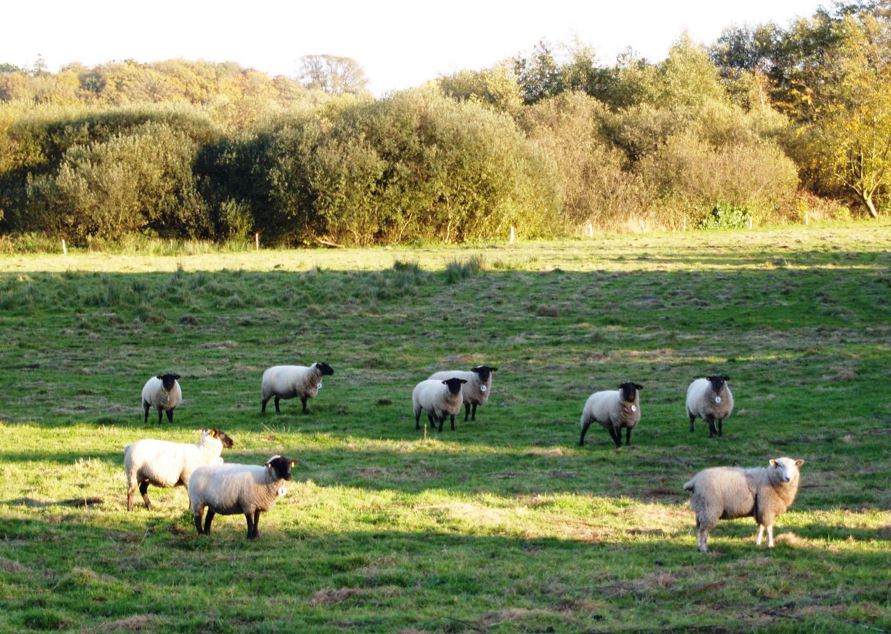 Schafe auf der Feuchtwiese